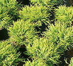 Chamaecyparis-pisifera-filifera-Nana