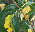 Cornus-florida-Rainbow
