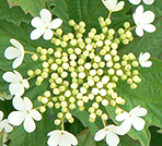 Viburnum-opulus-Nanum